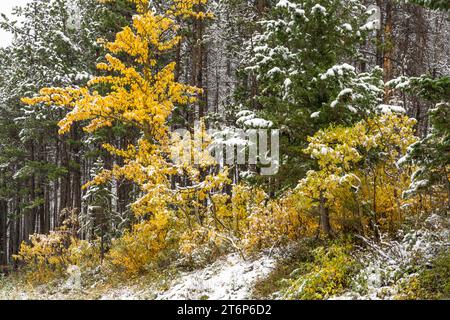 La prima nevicata della stagione nelle altitudini più elevate del Waterton Lakes National Park, Alberta, Canada. Foto Stock