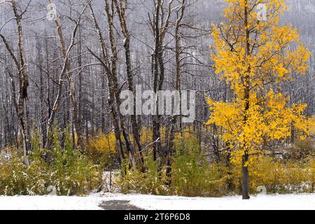 La prima nevicata della stagione nelle altitudini più elevate del Waterton Lakes National Park, Alberta, Canada. Foto Stock