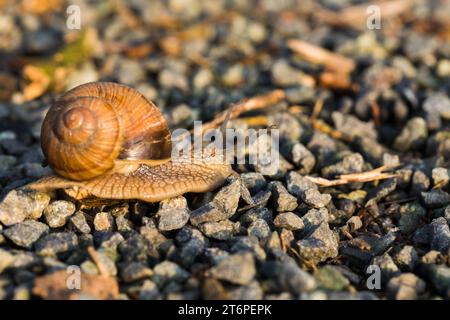 Lumaca nell'habitat naturale, primo piano di Helix pomatia. Foto Stock