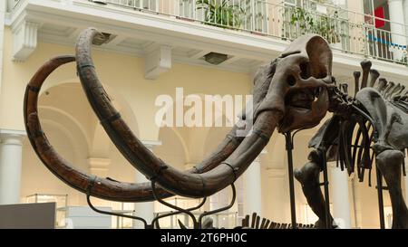 Primo piano di uno scheletro di mammut in piedi nella sala. Le ossa dell'animale preistorico furono ricostruite in uno scheletro per scopi educativi. Foto Stock