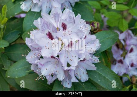 Lila Rhododendron Blüte am Busch im Sommer Foto Stock