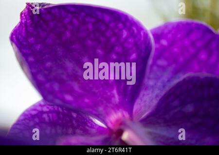 Imbarcati in una vibrante spedizione attraverso le meraviglie selvagge della natura con questa affascinante orchidea viola in piena fioritura. Lasciate che i delicati petali vi guidino Foto Stock