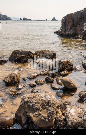 Vista sull'Oceano Pacifico dall'Ecola State Park lungo la costa dell'Oregon, con alberi sempreverdi in primo piano e cielo limpido. Foto Stock