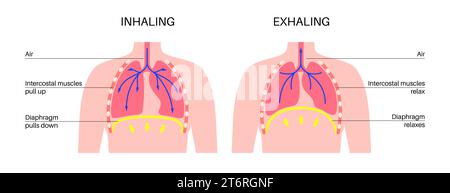 Processo di respirazione, illustrazione Foto Stock