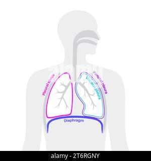 Anatomia della pleura, illustrazione Foto Stock