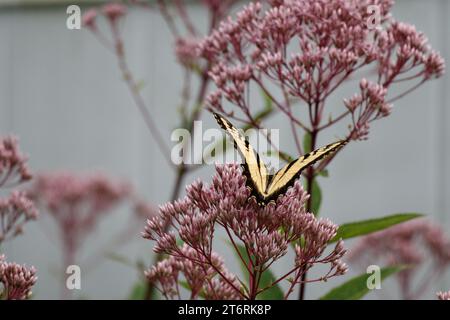 Una farfalla gialla e nera della tigre orientale a coda di rondine su Joe Pye Weed rosa. Foto Stock