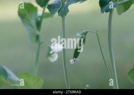 Un solo pisello sulla vite con sfondo verde. Foto Stock