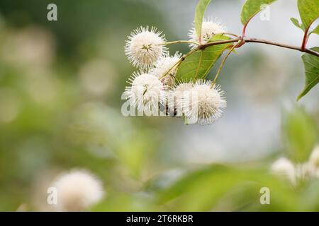 Un'ape su un gruppo di fiori di un comune cespuglio. Foto Stock