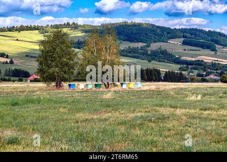 Prati alpini nei Carpazi, in Polonia. Vista di un apiario con alveari colorati. Foto Stock