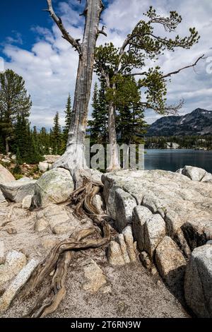 OR02708-00...OREGON - alberi che hanno mandato radici lunghe in cerca di terreno al lago Mirror nella Eagle Cap Wilderness. Foto Stock