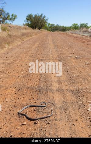 Snake roadkill sulla Duncan Road, una strada secondaria di Kimberley, Australia Occidentale, Australia Foto Stock