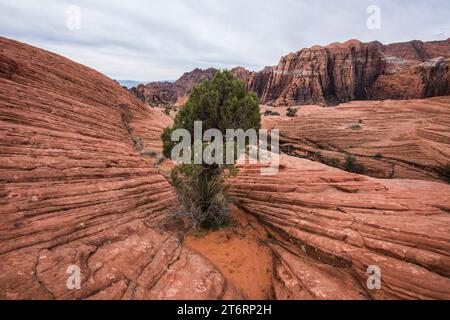 Strati di arenaria navajo creano linee nella roccia rossa nel parco statale del canyon innevato, st george, utah, usa. Foto Stock