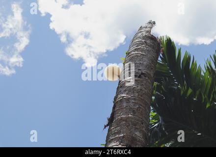 Vista angolare bassa di una porzione elevata rimanente di un gambo morto di cocco con un fungo Oudemansiella di colore bianco sul gambo sotto il clou Foto Stock