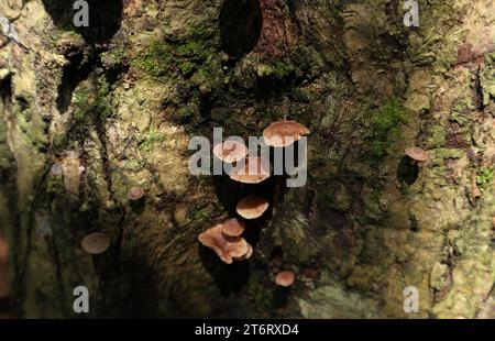 Vista ad alto angolo dei piccoli funghi con cappuccio marrone che crescono sulla superficie dello stelo di un albero di teak (Tectona Grandis) Foto Stock