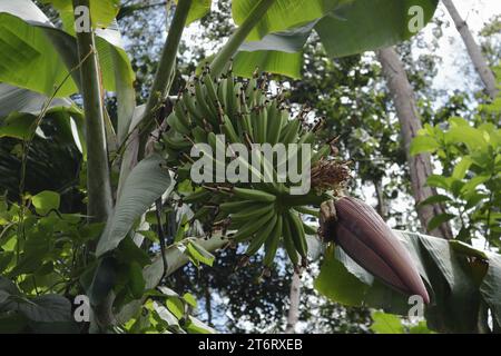 Vista angolare di un'inflorescenza di banana parzialmente aperta che cresce sulla pianta di banana Foto Stock