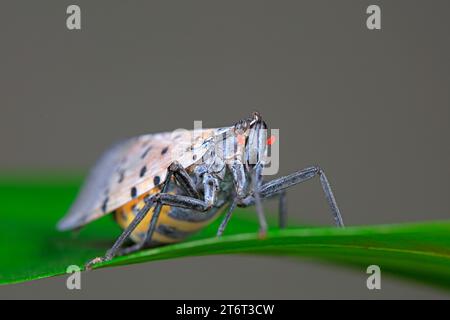 Cera cicale in natura Foto Stock