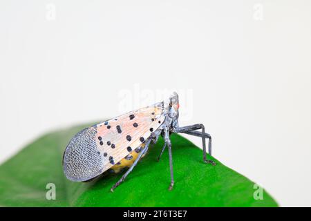 Cera cicale in natura Foto Stock