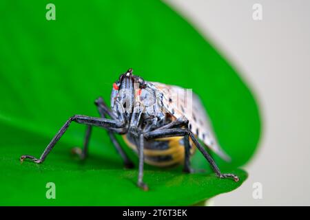 Cera cicale in natura Foto Stock