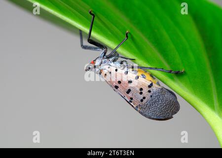 Cera cicale in natura Foto Stock