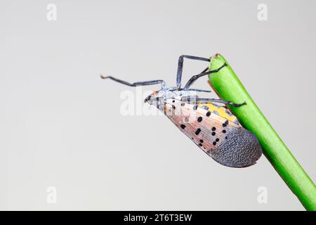 Cera cicale in natura Foto Stock