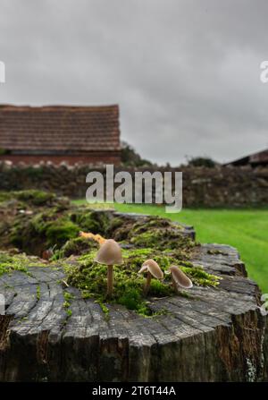 Funghi comuni del cofano [ Mycena galericulata ] che crescono su un ceppo di alberi Foto Stock