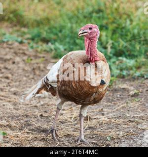 Uccello tacchino marrone e bianco adulto in fattoria Foto Stock