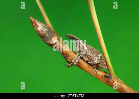 Weevil in natura, nel nord della Cina Foto Stock