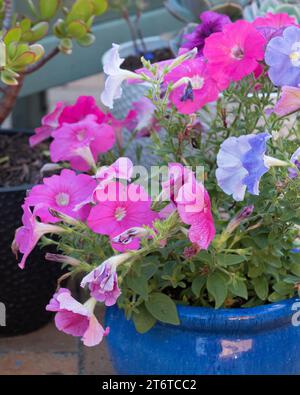 Bella mostra di Petunias rosa e malva in un vaso, fiori in fiore Foto Stock