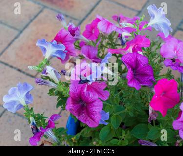 Bella mostra di fiori di Petunia rosa e malva in fiore, dall'alto Foto Stock