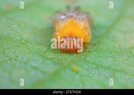 La neonata Ladybug si adagia sulle erbacce Foto Stock