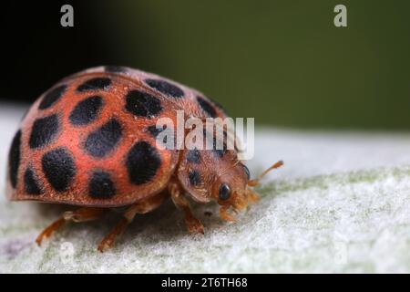 coccinelle sulle foglie verdi, Cina del Nord Foto Stock