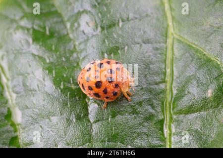 coccinelle sulle foglie verdi, Cina del Nord Foto Stock