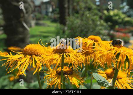 Le api bumble si godono il nettare dei fiori gialli alla luce del sole estivo nel Galles del Nord nel Regno Unito Foto Stock