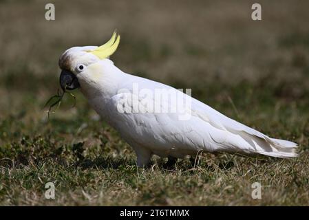 Vista laterale di un Cockatoo con cresta di zolfo in piedi su un prato, il pappagallo bianco che tiene una lama d'erba nel becco Foto Stock