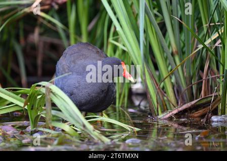 Un lupo con la testa girata, mentre l'uccello d'acqua si trova in una zona umida circondata da canne verdi luminose Foto Stock