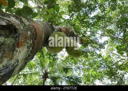 Due frutti di jack in via di sviluppo (Artocarpus Heterophyllus) appesi in basso dal tronco di Jack Tree sono visibili sotto Foto Stock