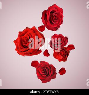 Bellissime rose rosse e petali che cadono su uno sfondo rosa polveroso Foto Stock