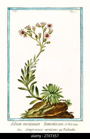 Vecchia illustrazione di Houseleek (Sempervivum montanum). Di G. Bonelli su Hortus Romanus, publ. N. Martelli, Roma, 1772 – 93 Foto Stock