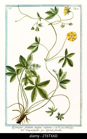 Vecchia illustrazione di Cinquefoil strisciante (Potentilla reptans). Di G. Bonelli su Hortus Romanus, publ. N. Martelli, Roma, 1772 – 93 Foto Stock