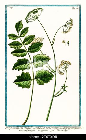 Vecchia illustrazione di Burnet Saxifrage (Pimpinella Major). Di G. Bonelli su Hortus Romanus, publ. N. Martelli, Roma, 1772 – 93 Foto Stock