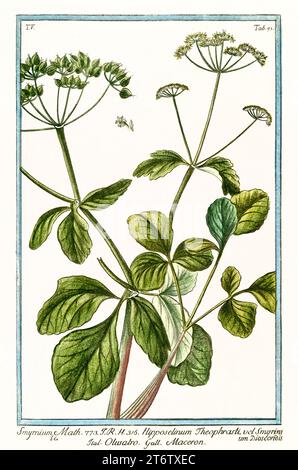 Vecchia illustrazione di Alexanders (Smyrnium olusatrum). Di G. Bonelli su Hortus Romanus, publ. N. Martelli, Roma, 1772 – 93 Foto Stock