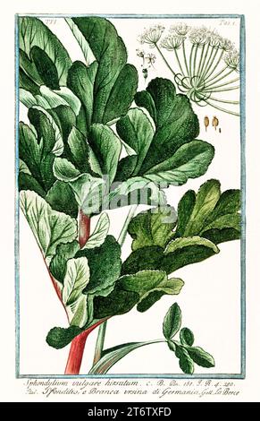 Mucca pastinaca (Heracleum sphondylium), incisione botanica colorata a mano, verticale, Roma 1772-93, grandi foglie lobate e testa di fiori di ombelico composta. Foto Stock