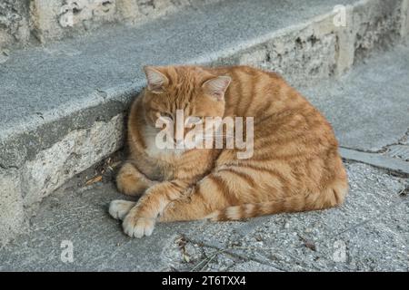 Gatto arancione che poggia su gradini di pietra Foto Stock