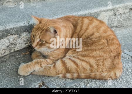 Gatto arancione che poggia su gradini di pietra Foto Stock