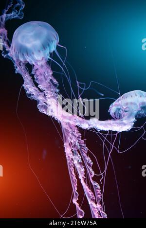 le meduse colorate nuotano sott'acqua nell'oceano o nello zoo Foto Stock