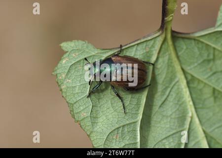 Dune chafer (Anomala dubia). Famiglia Scarabei, scarabei scarabei (Scarabaeidae). Sul lato inferiore di una foglia in un giardino olandese. Giugno, Summer Foto Stock