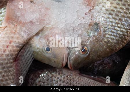 Il pesce intero congelato si trova in bidoni di ghiaccio rasati e viene offerto in vendita al Machane Yehuda, il tradizionale mercato alimentare all'aperto di Gerusalemme. Foto Stock