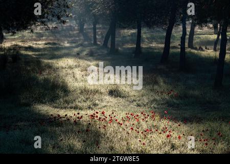 Abbondanti fiori selvatici di primavera di anemone rosso crescono alla luce del sole del mattino presto in un prato forestale nella regione occidentale del Negev, nel centro di Israele. Foto Stock