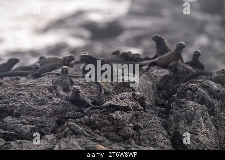 Un gruppo di iguane che riposa e prende il sole su alcune rocce dell'isola Isabela, nell'arcipelago delle Galapagos Foto Stock