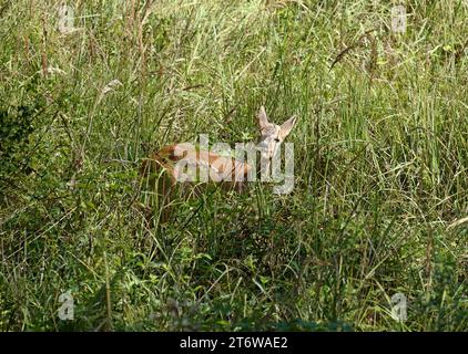 15.08.2023 Deutschland Laubacher Wald, junger Rehbock Capreolus capreolus im hohen Gras, Copyright: Klaus Volkmann junger Rehbock äsend *** 15 08 2023 Germany Laubach Forest, Young roebuck Capreolus capreolus in erba alta, Copyright Klaus Volkmann Young roebuck Grazing Foto Stock